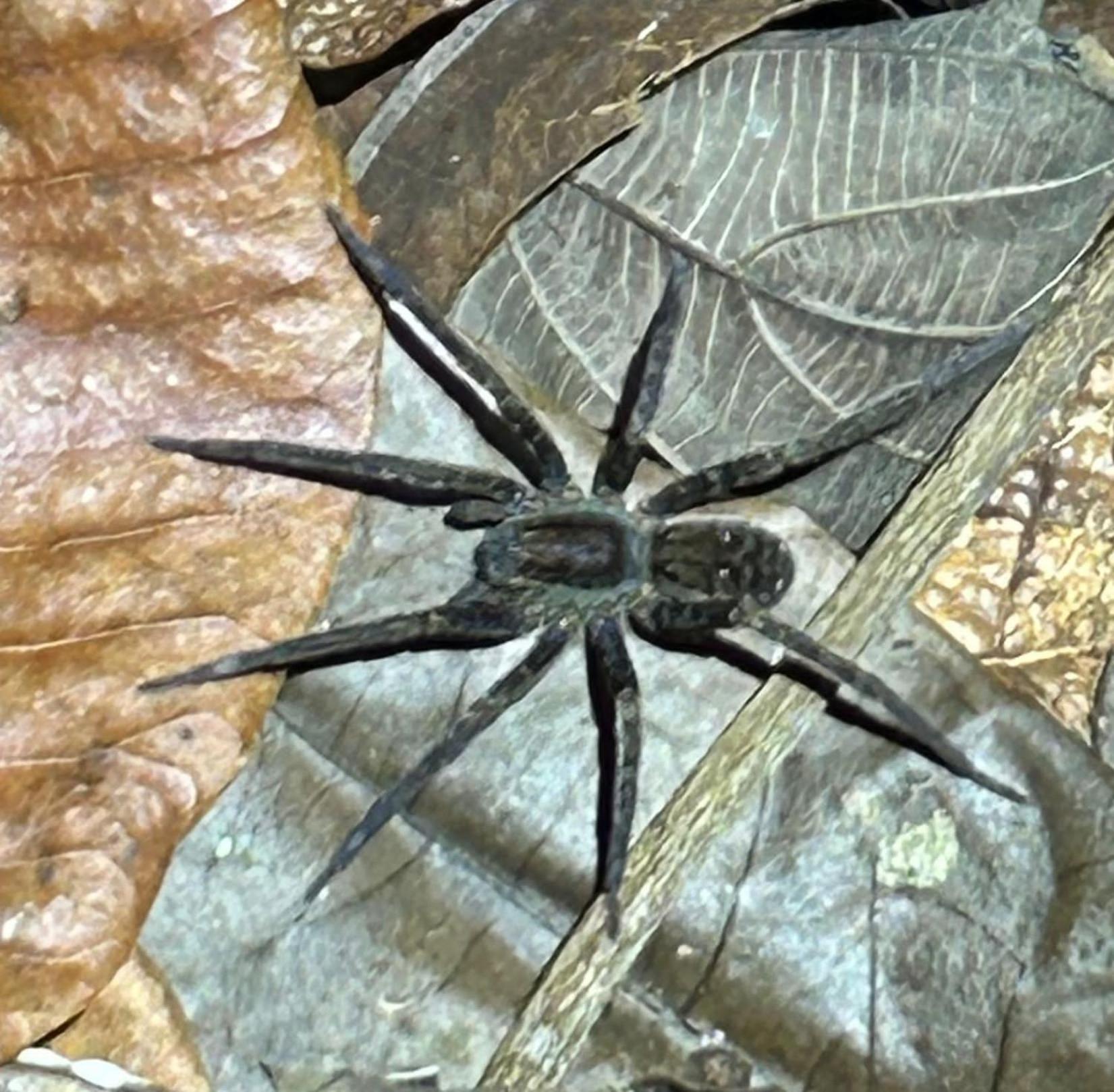 Cabanas Eco Logicas Mu'Ue Loreto Mocagua المظهر الخارجي الصورة