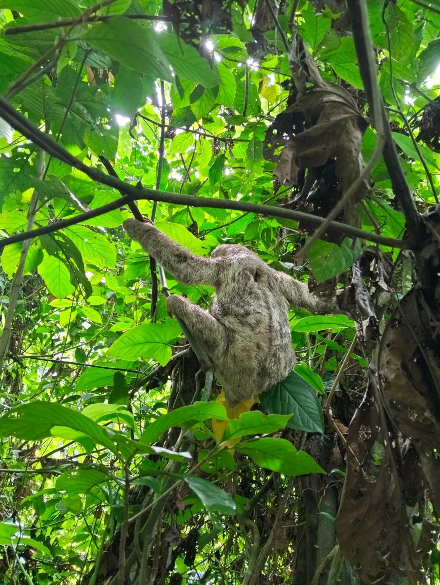 Cabanas Eco Logicas Mu'Ue Loreto Mocagua المظهر الخارجي الصورة